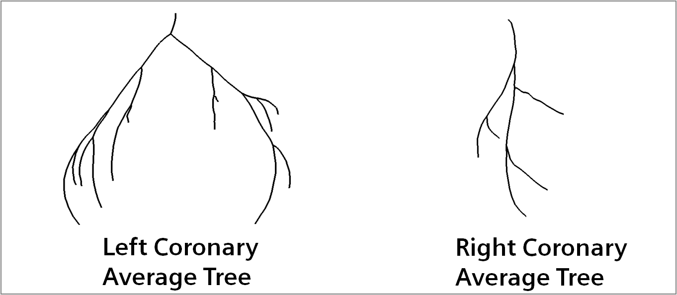 average_coronary_trees2.png
