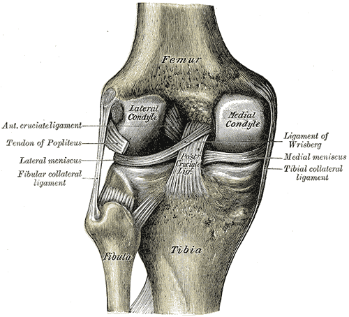  Anatomical structure of the knee (Henry Gray, Anatomy of the Human Body, 1918)