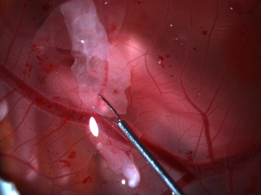 Egg Membrane Illuminated by Light Source